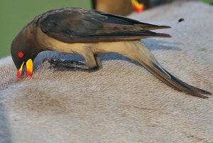 Flickr Rainbirder Yellow billed Oxpecker Buphagus africanus