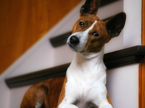 basenji