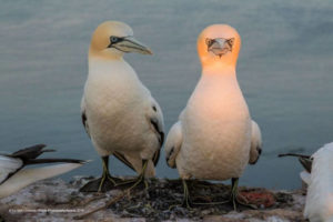 Adorable Photos From The 2019 Comedy Wildlife Photography Awards 22