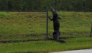 alligator climbs fence 3 1200x698 1
