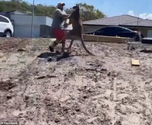 dad punched kicked by kangaroo 1