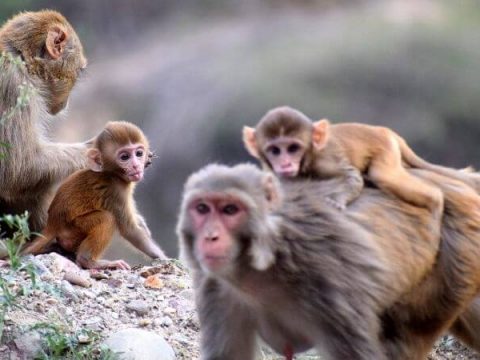 Group Of Monkeys